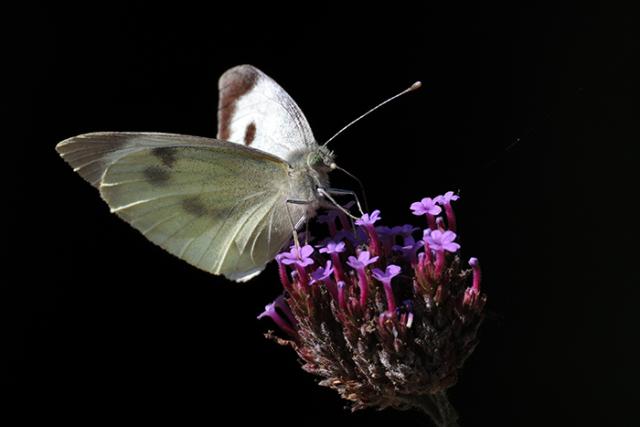 CANON RF 200-800MM F/6,3-9 IS USM