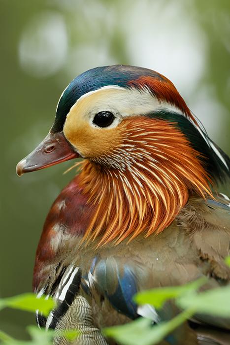 CANON RF 100-400MM F/5,6-8 IS USM