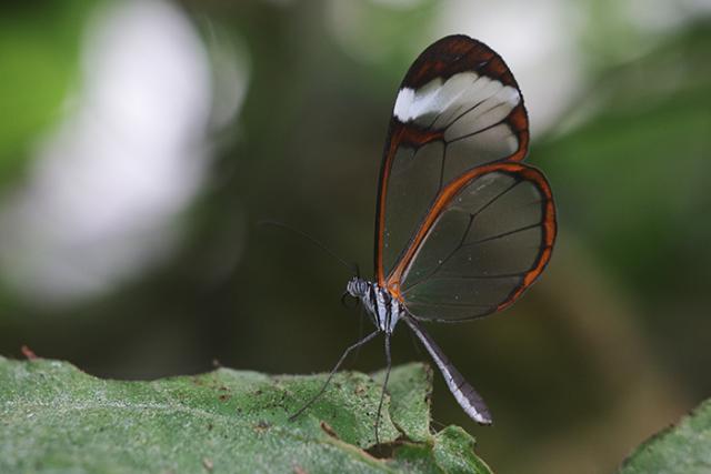 CANON RF 100MM F/2,8L MACRO IS USM