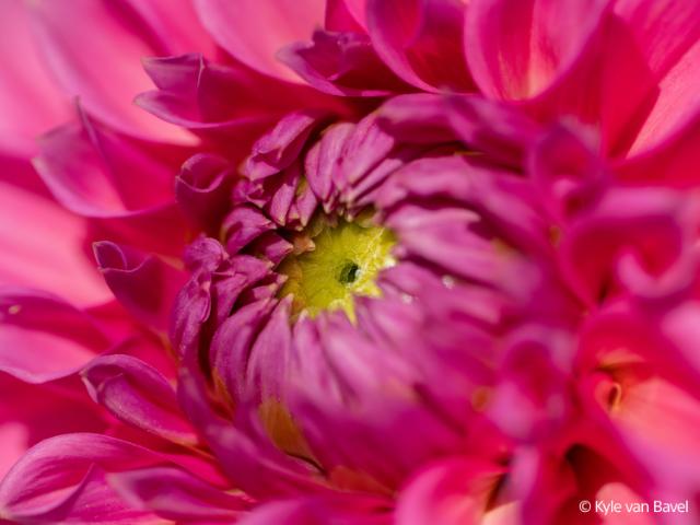 SONY (E) FE 100MM F/2,8 MACRO GM OSS