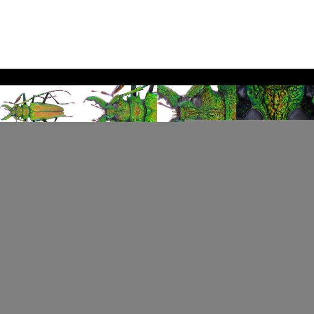 Laowa Aurogon FF 10-50x NA0.5 APO - PL-Mount