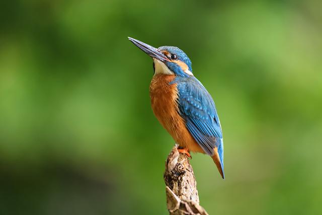 CANON RF 100-500MM F/4,5-7,1 L IS USM