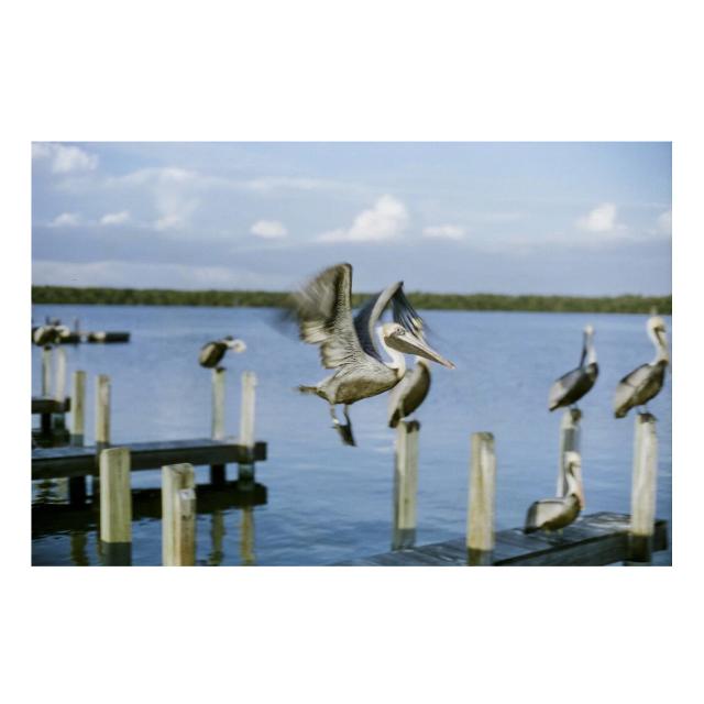 CINESTILL 50D 135-36