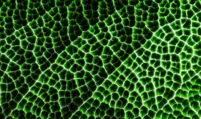 CANON RF 85MM F/2,0 MACRO IS STM