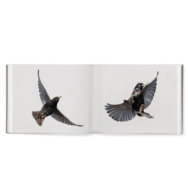 BLACK SUN - SØREN SOLKÆR - SIGNERET UDGAVE