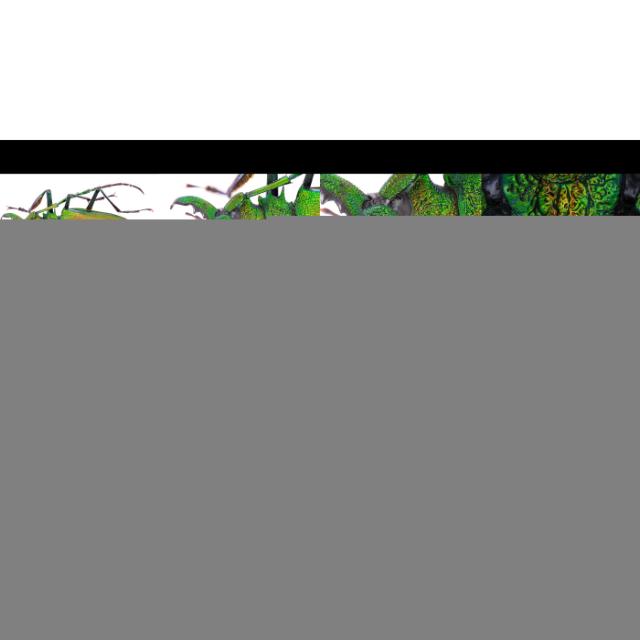 Laowa Aurogon FF 10-50x NA0.5 APO - Fuji GFX