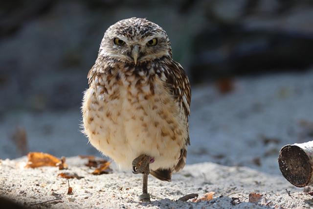 CANON RF 200-800MM F/6,3-9 IS USM