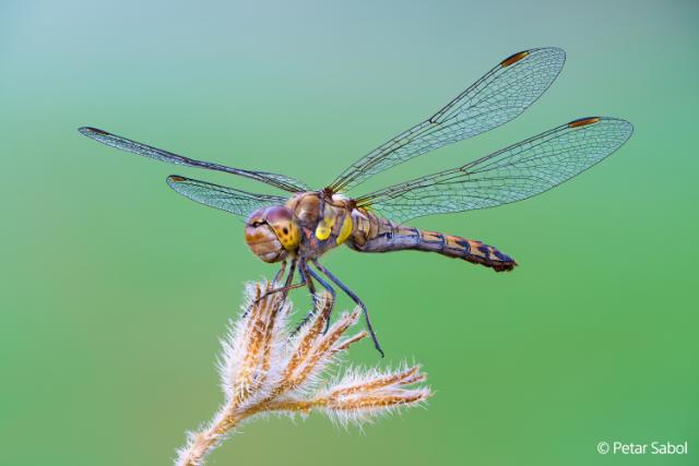 SONY (E) FE 100MM F/2,8 MACRO GM OSS