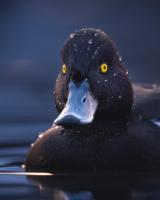 DIVBOG83-LANG1-b54a3914-271a-4171-938d-95a33f463ebc