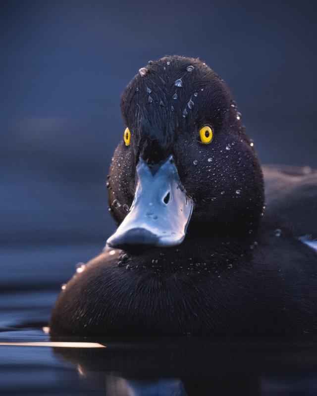 VANDFUGL - MADS HAGEN