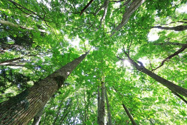 CANON RF 10-20MM F/4 L IS STM