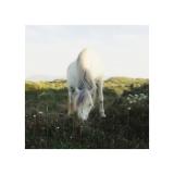 IMP68506-LANG1-ca8c1069-2843-4eb9-b6f3-1f0f602c7d34