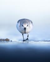 DIVBOG83-LANG1-cac39d00-ef09-46a6-95a3-a3e101adda55