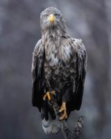 DIVBOG83-LANG1-cd72ebc5-f9ce-460b-a5a0-6408f30c914b