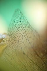 CANDRF8520-LANG1-cd73f02a-3753-4346-87ef-3ff33d7b1f6d