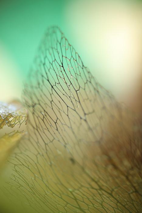 CANON RF 85MM F/2,0 MACRO IS STM