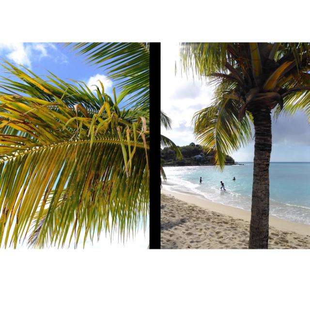 FUJI X-HALF CHARCOAL