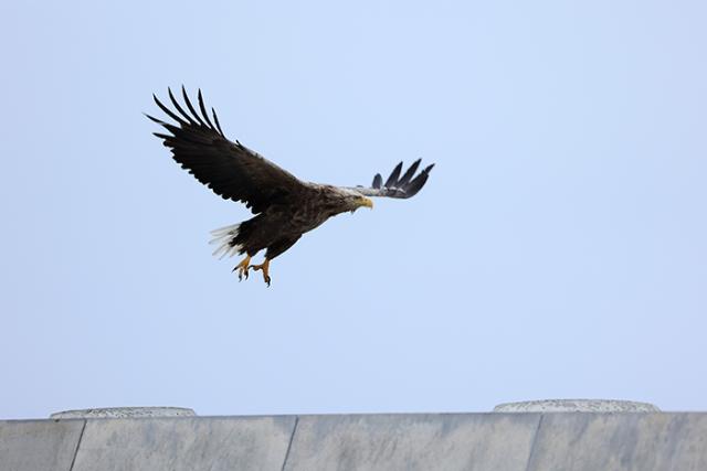 CANON RF 100-400MM F/5,6-8 IS USM