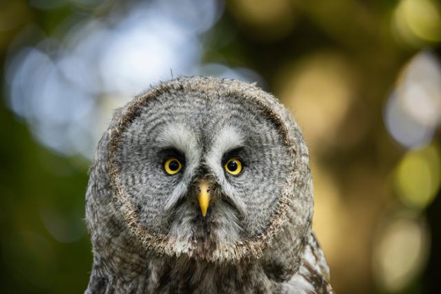 CANON RF 200-800MM F/6,3-9 IS USM