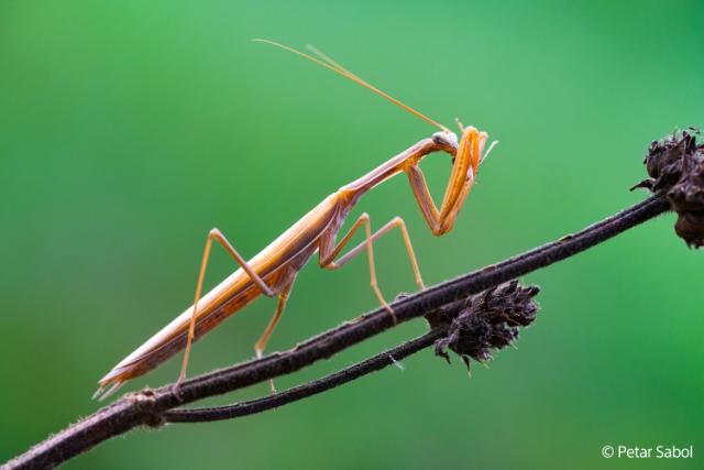 SONY (E) FE 100MM F/2,8 MACRO GM OSS