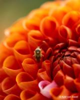 SONSEL100M28GM-LANG1-f8e3d871-4cd1-4b38-92fe-bb57c26e4b52