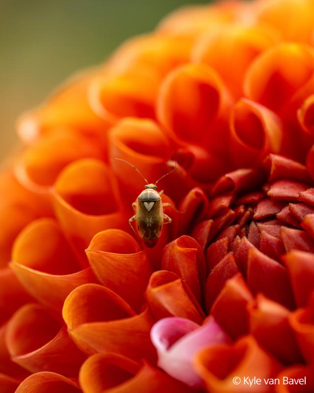 SONY (E) FE 100MM F/2,8 MACRO GM OSS